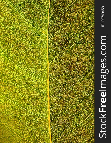 Close-up of the texture of the green leaf. Close-up of the texture of the green leaf