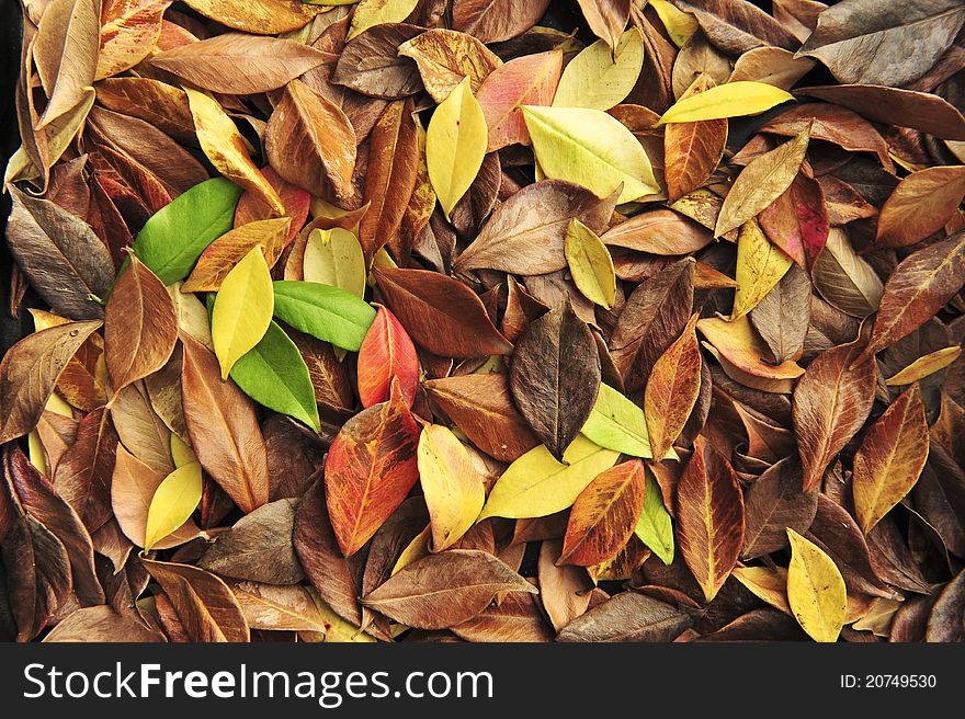 Colorful fall leaves altogether, indicating seasonal changes. Colorful fall leaves altogether, indicating seasonal changes