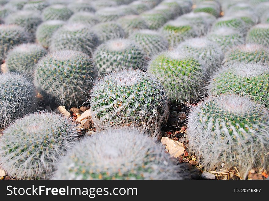 The cactus with background blur