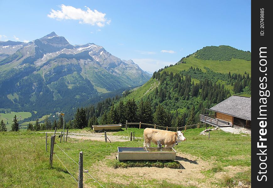 Image of a mountain called Oldenhorn. Swiss Alps, region of Saanenland. Cow and mountain-hutt