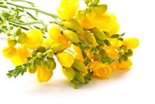 Bouquet Of Yellow Flowers Royalty Free Stock Image Bouquet Of Yellow Flowers Royalty Free Stock Image