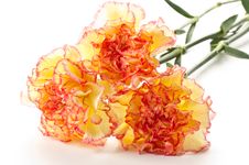 Carnation Flowers Stock Images Carnation Flowers Stock Images