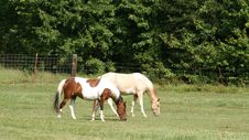 Two Horses Side By Side In Pasture Royalty Free Stock Photo Two Horses Side By Side In Pasture Royalty Free Stock Photo