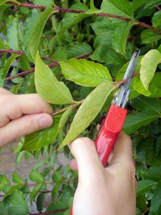 Man Pruning Bushes Royalty Free Stock Image Man Pruning Bushes Royalty Free Stock Image