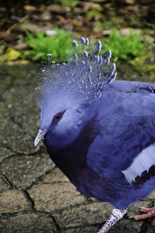 Victoria Crowned Pigeon Stock Images