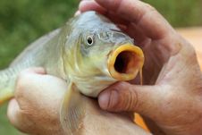 Fish In Hand Stock Photography Fish In Hand Stock Photography