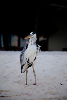 Grey Heron Standing Stock Photos