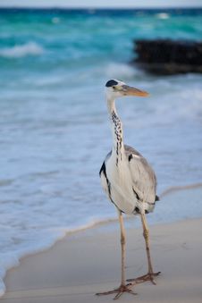 Grey Heron Royalty Free Stock Image