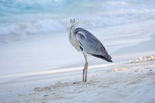 Grey Heron Royalty Free Stock Photo