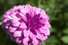Dahlia Stock Photography