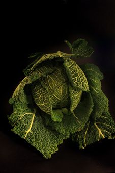 Savoy Cabbage Royalty Free Stock Photography Savoy Cabbage Royalty Free Stock Photography