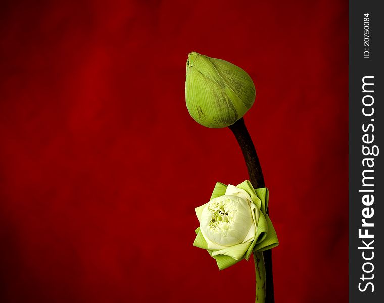 Two green lotus on red background
