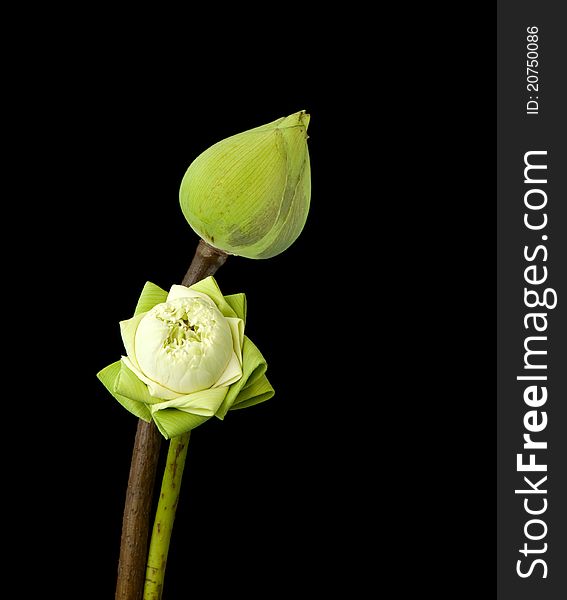 Two green lotus isolated on black background