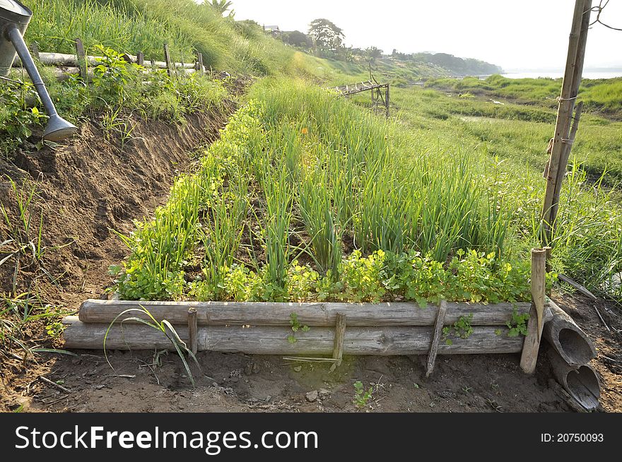 Plots planted with onions, coriander. Farming. The rural areas. Plots planted with onions, coriander. Farming. The rural areas.