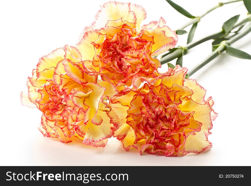 Carnation bouquet flowers on a white background. Carnation bouquet flowers on a white background