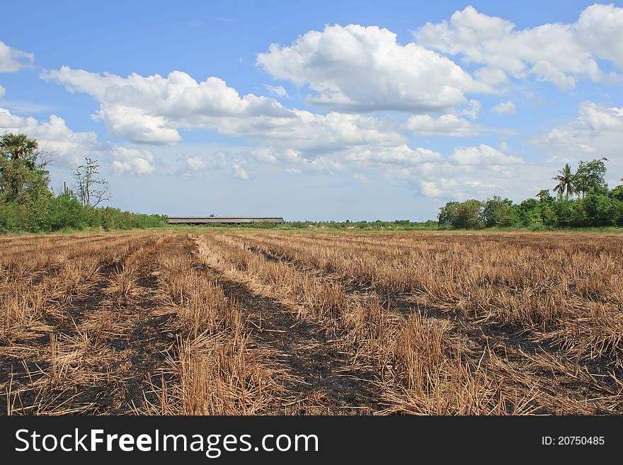 Burn rice fields after harvest. Burn rice fields after harvest