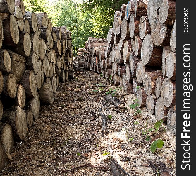 Stacks of the wooden logs