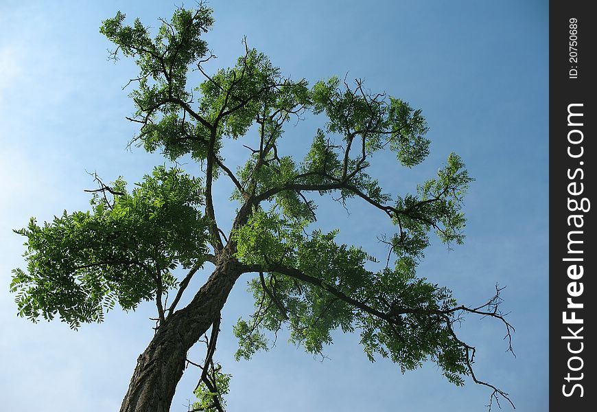 A crown of a high acacia tree. A crown of a high acacia tree.