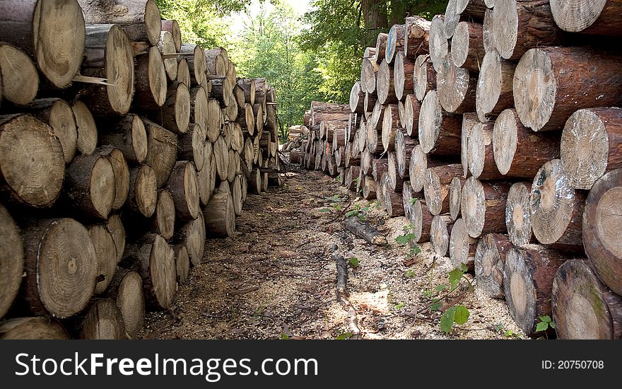 Piles of the wooden logs. Piles of the wooden logs