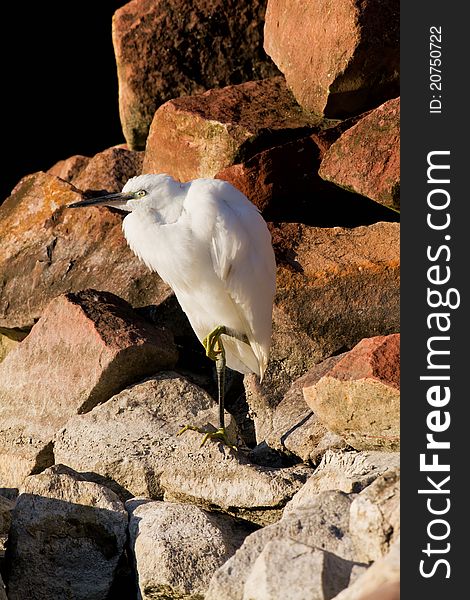 Little Egret resting among the rocks