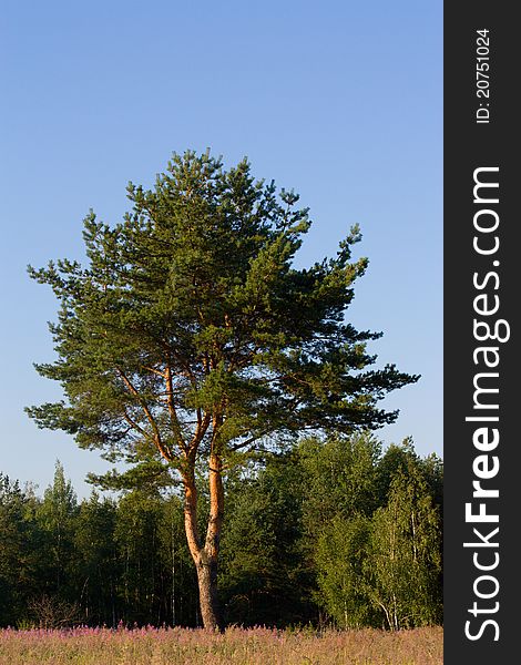 Pine in a forest and sky