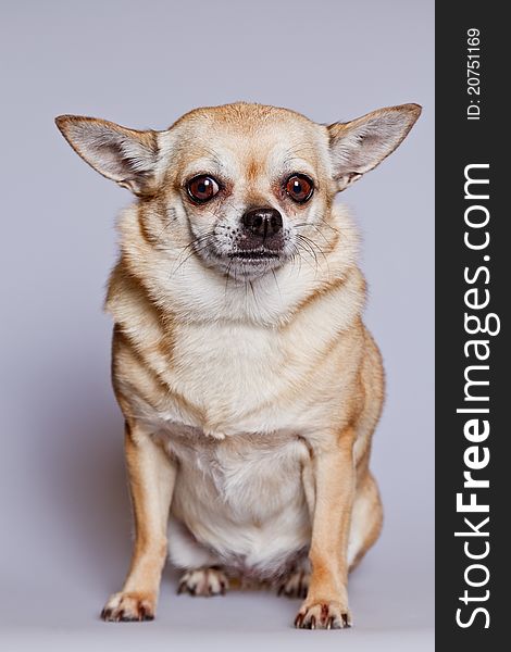 Studio portrait of a golden Chihuahua. Studio portrait of a golden Chihuahua.