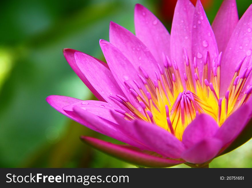 Blossom Lotus Flower In Pond