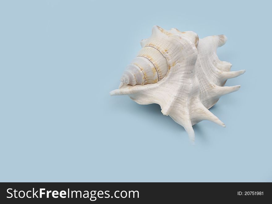 Old seashell over blue background