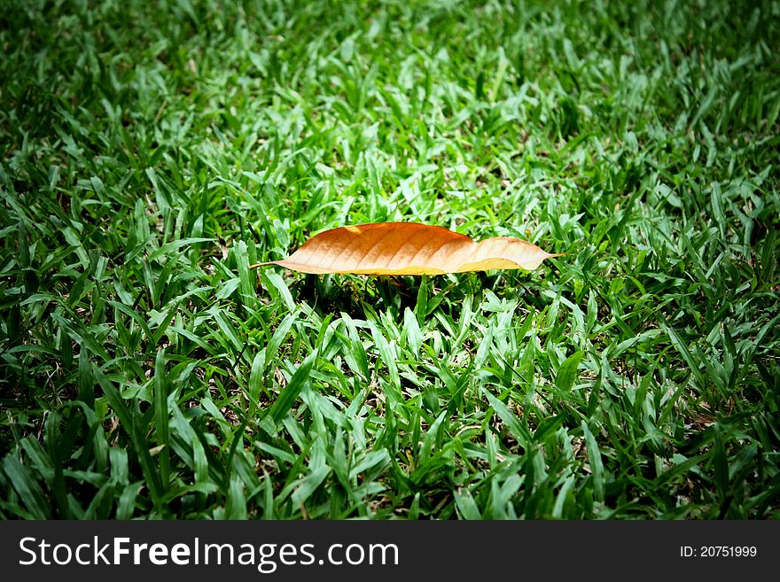 Gradient Dry Leaf On Green