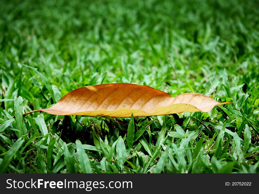Dry leaf on lawn grass