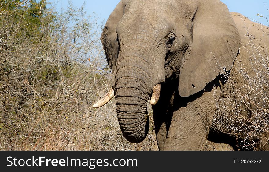 Elephant South Africa