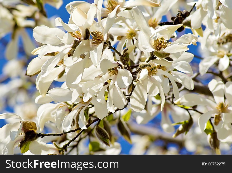 Blossoming of magnolia trees during spring.