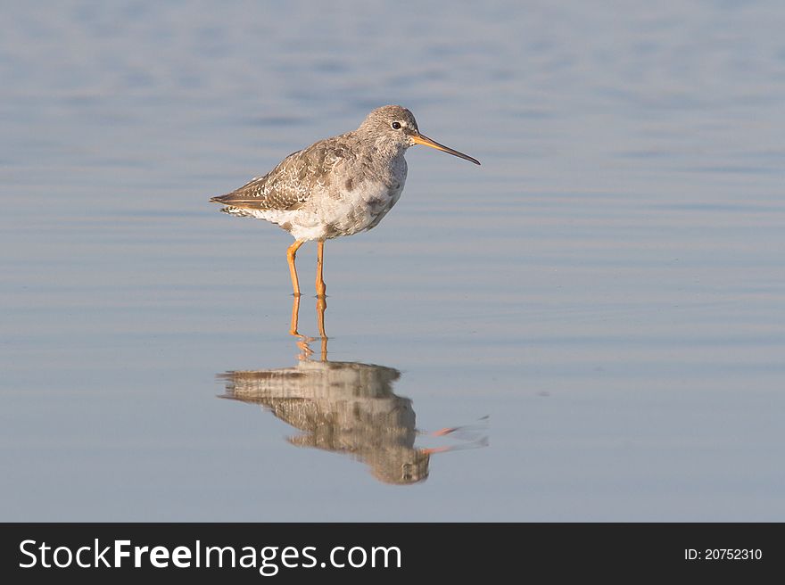 An adult of Spotted Redshank in water / Tringa erythropus