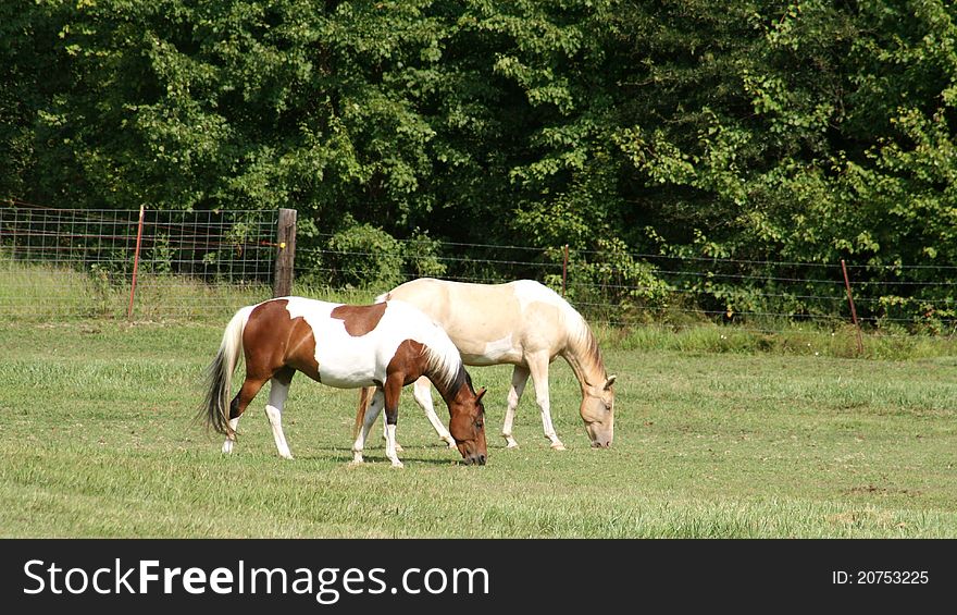 Two horses side by side in pasture with wire fence