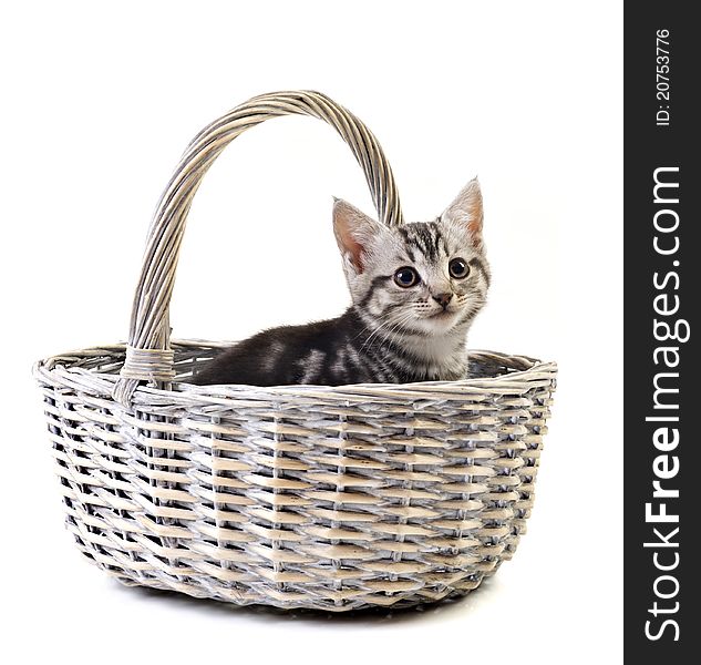 Adorable little kitten in basket on white background with space for text. Adorable little kitten in basket on white background with space for text