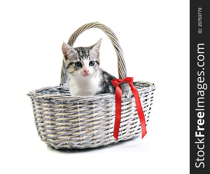 Adorable little kitten in basket on white background with space for text. Adorable little kitten in basket on white background with space for text