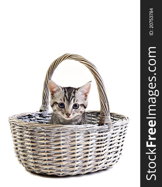 Adorable little kitten in basket on white background with space for text. Adorable little kitten in basket on white background with space for text