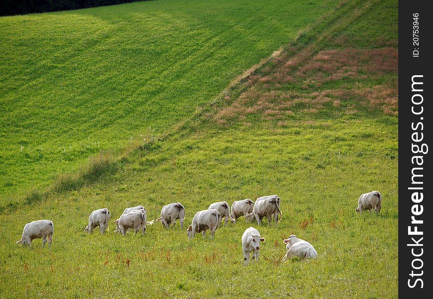 Meadow with grazing herd of cows