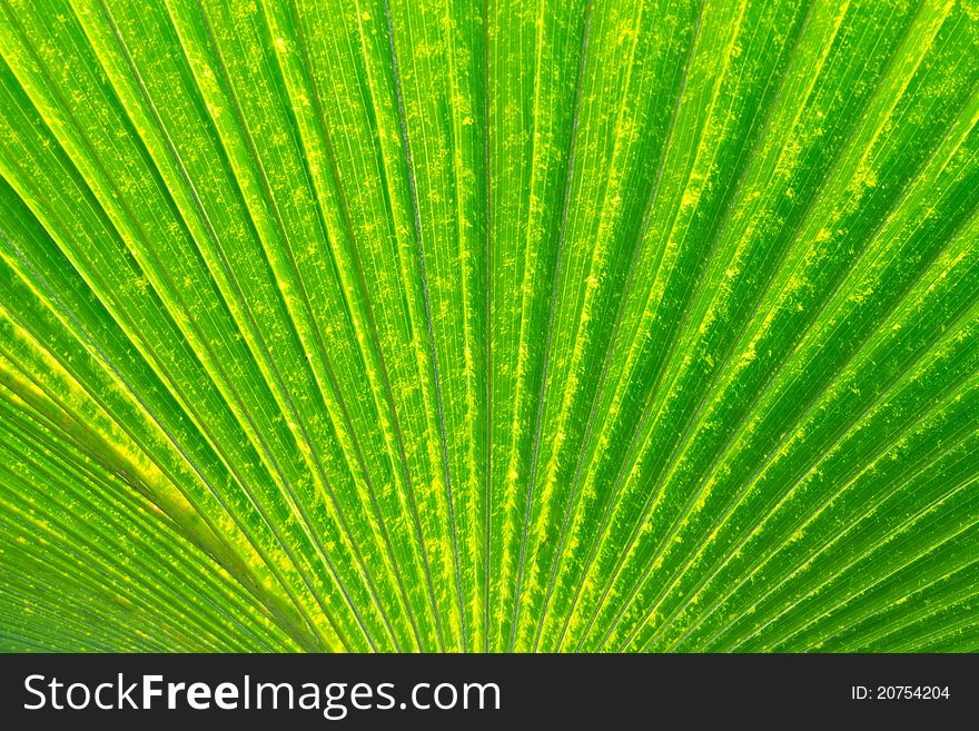 A colorful leaf texture background