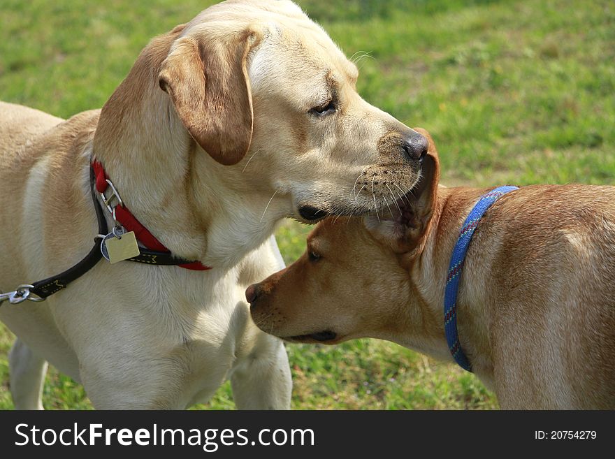 Portrait of two adult males in a field Labrador Retriever. Portrait of two adult males in a field Labrador Retriever