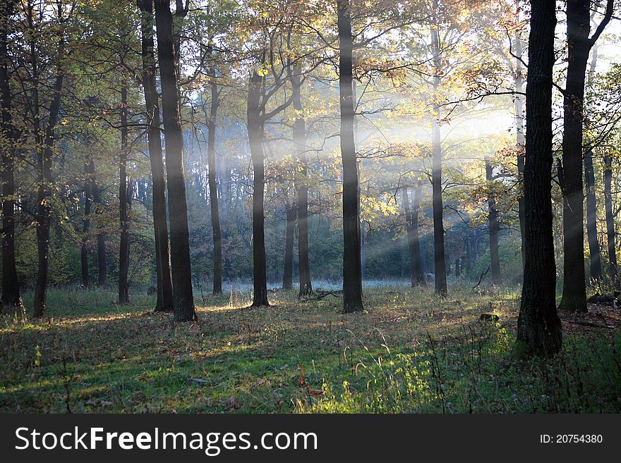 Sunny morning in the oak-wood