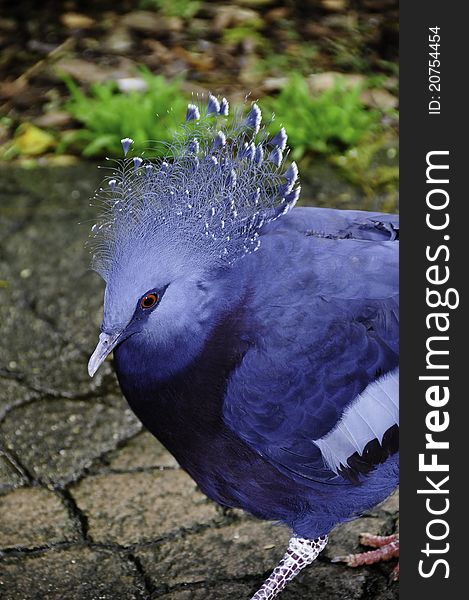 A bright blue Victoria Crowned Pigeon