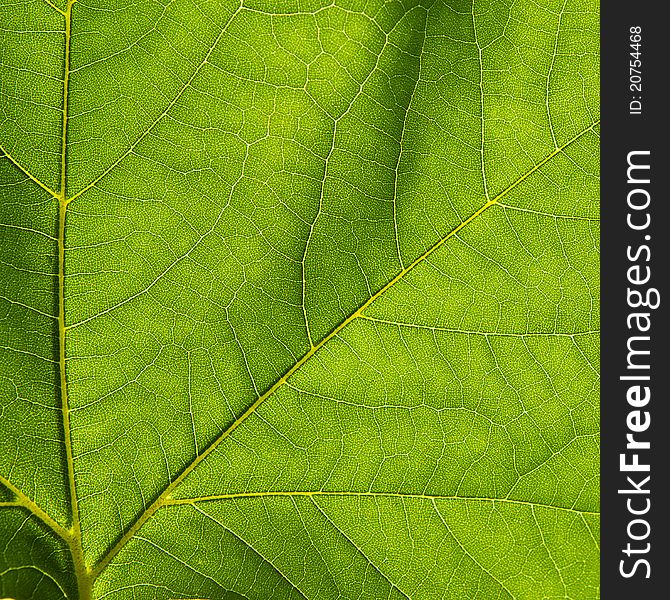Texture of a green leaf. Texture of a green leaf