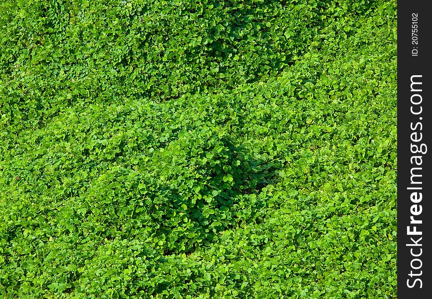 Green leaves in the forest