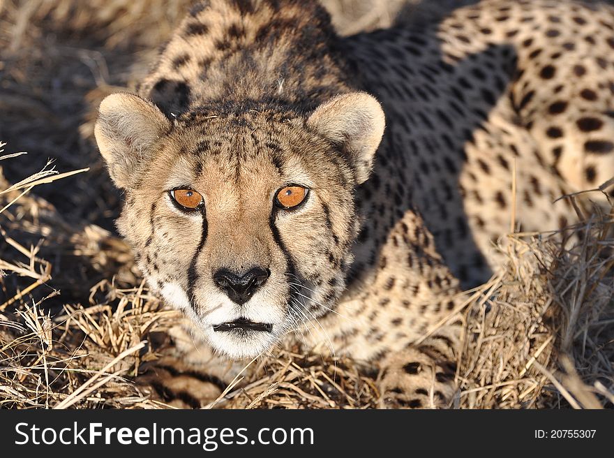 Alert cheetah crouching