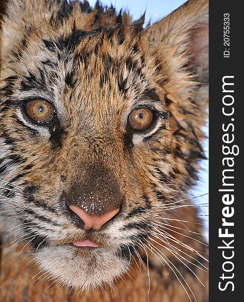 A wet tiger cub close up