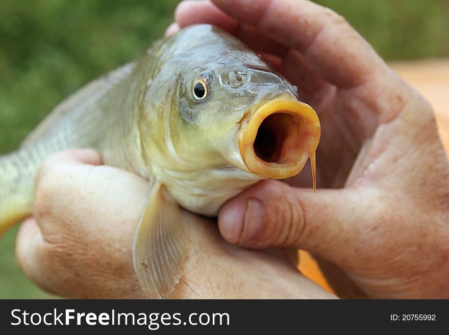 Carp in the hands of the fisherman. Carp in the hands of the fisherman.