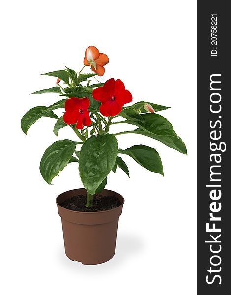 Impatiens Flower In A Pot