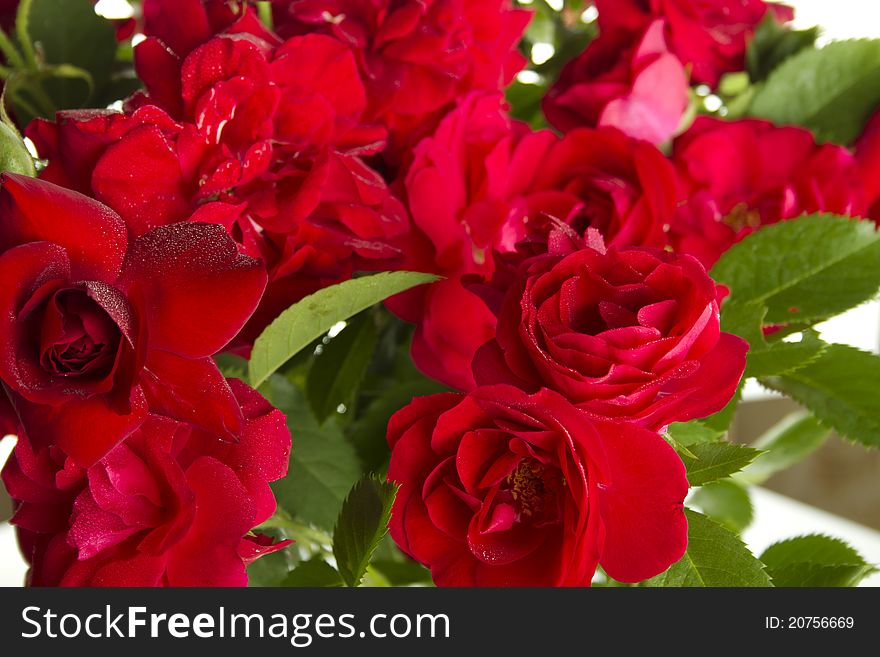 Close-up of beautiful red roses. Backgrounds. Postcard