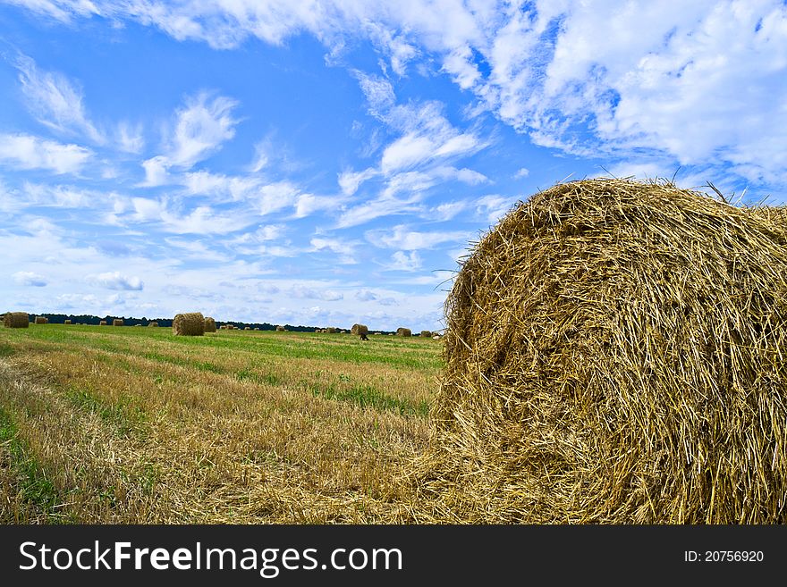 Bales of hay in a field. Bales of hay in a field